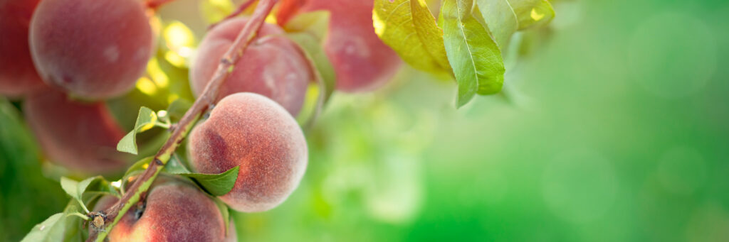 peach-tree-with-fruits
